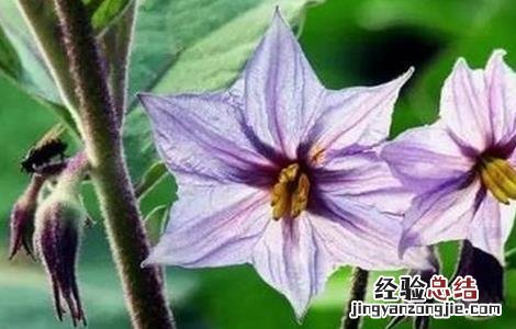 茄子落花落果怎么防治 茄子落花如何防治