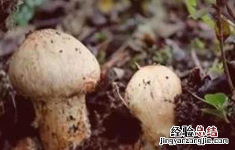 松茸怎么种好活 松茸怎么种好