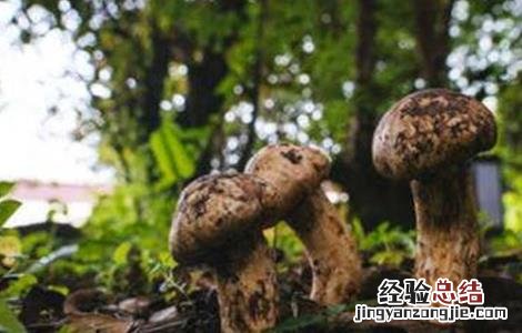 松茸怎么种好活 松茸怎么种好