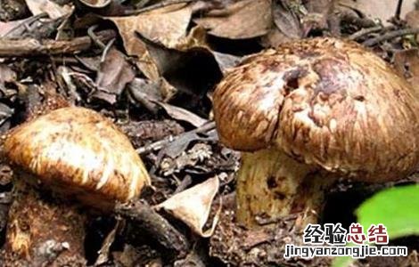 松茸怎么种好活 松茸怎么种好