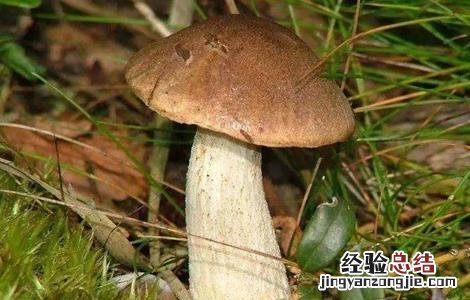 松茸怎么种好活 松茸怎么种好