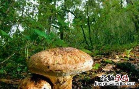 松茸怎么种好活 松茸怎么种好