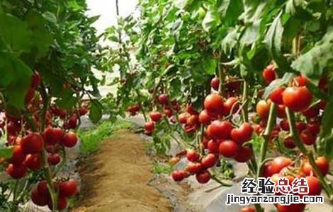 西红柿高产的种植方法 西红柿高产的种植方法有哪些