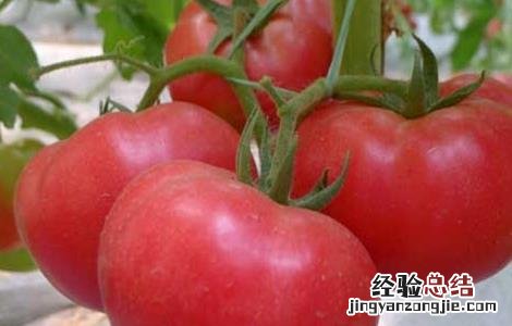 西红柿高产的种植方法 西红柿高产的种植方法有哪些