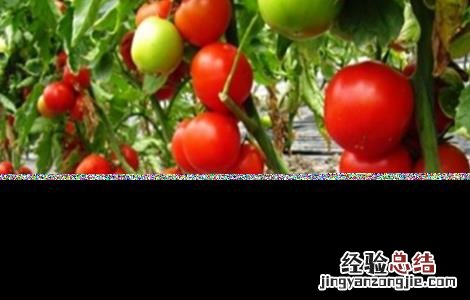 西红柿高产的种植方法 西红柿高产的种植方法有哪些