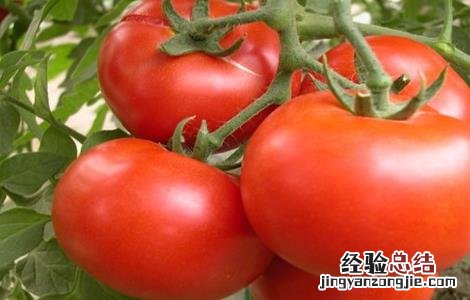 西红柿高产的种植方法 西红柿高产的种植方法有哪些