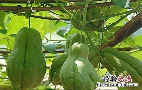 佛手瓜种植时间和方法 佛手瓜种植的时间与方法