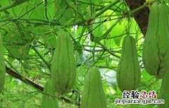 佛手瓜种植时间和方法 佛手瓜种植的时间与方法