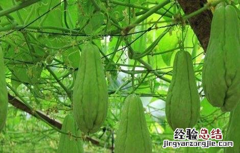 佛手瓜种植时间和方法 佛手瓜种植的时间与方法