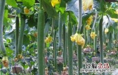 怎么提高丝瓜的产量呢 怎么提高丝瓜的产量