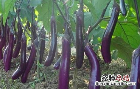 茄子如何高产的栽培技术视频 茄子如何高产的栽培技术