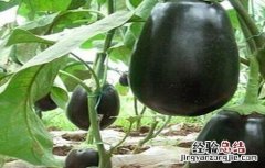 茄子如何高产的栽培技术视频 茄子如何高产的栽培技术
