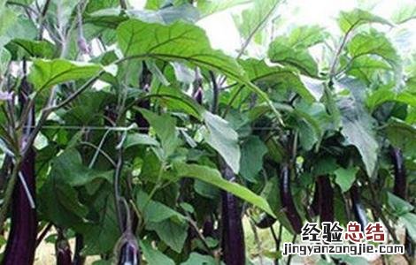 茄子如何高产的栽培技术视频 茄子如何高产的栽培技术