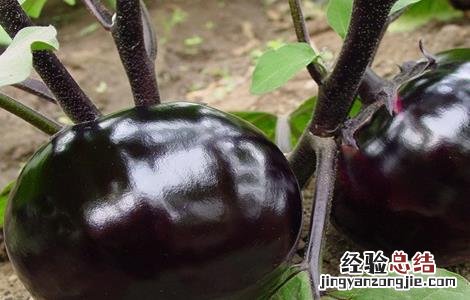 茄子如何高产的栽培技术视频 茄子如何高产的栽培技术