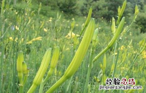 黄花菜高产的施肥方法视频 黄花菜高产的施肥方法