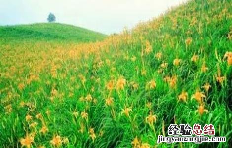 黄花菜高产的施肥方法视频 黄花菜高产的施肥方法
