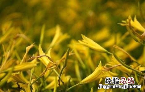 黄花菜高产的施肥方法视频 黄花菜高产的施肥方法