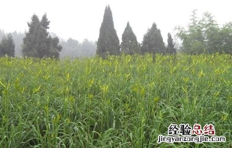 黄花菜高产的施肥方法视频 黄花菜高产的施肥方法