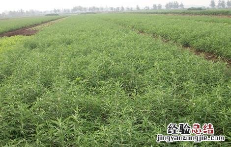 芦蒿的种植方法 芦蒿的种植方法以及日常管理