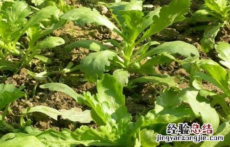 芦蒿的种植方法 芦蒿的种植方法以及日常管理