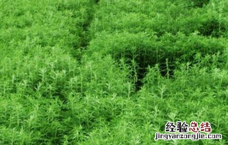 芦蒿的种植方法 芦蒿的种植方法以及日常管理