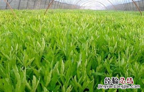 芦蒿的种植方法 芦蒿的种植方法以及日常管理
