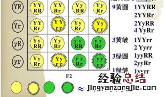 9:3:3:1是什么定律 9:3:3:1满足什么定理
