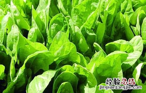 菠菜种植的注意事项有哪些 菠菜种植的注意事项