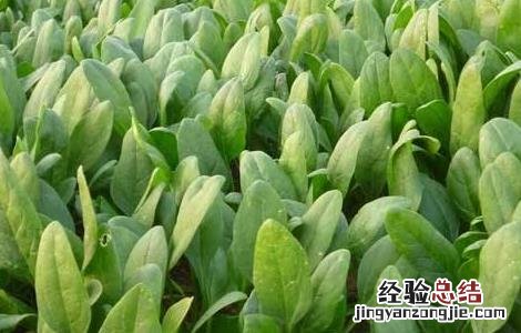 菠菜种植的注意事项有哪些 菠菜种植的注意事项