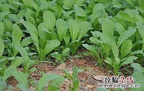 苦菜的种植方法和技术 苦菜的种植方法