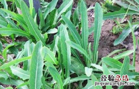 苦菜的种植方法和技术 苦菜的种植方法