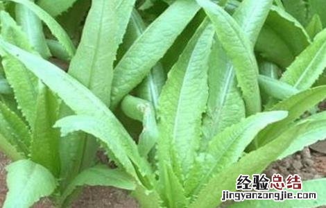 苦菜的种植方法和技术 苦菜的种植方法