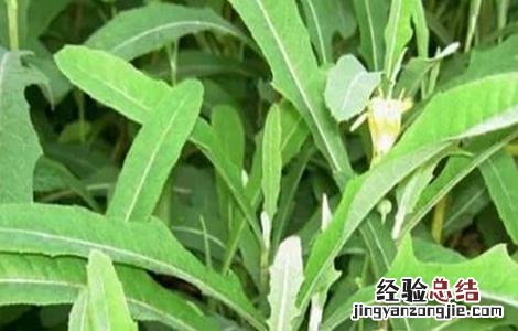 苦菜的种植方法和技术 苦菜的种植方法