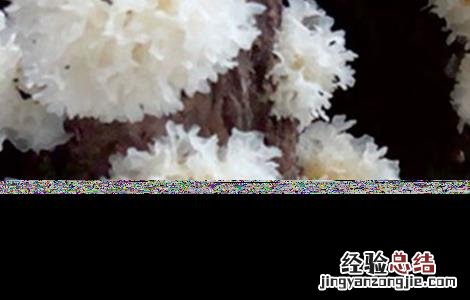 银耳种植的注意事项 银耳种植的注意事项和禁忌