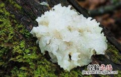 银耳种植的注意事项 银耳种植的注意事项和禁忌