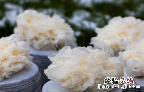 银耳种植的注意事项 银耳种植的注意事项和禁忌