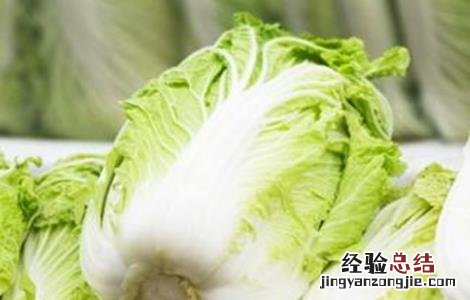 白菜高产栽培技术 白菜的高产管理技术