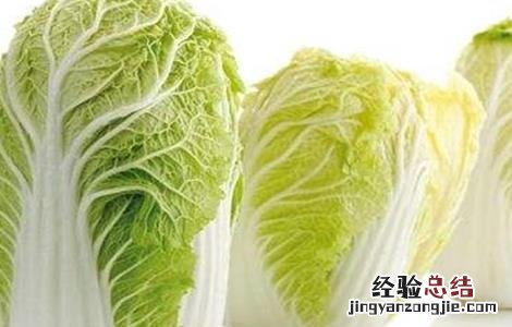 白菜高产栽培技术 白菜的高产管理技术