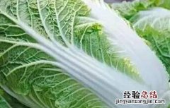 白菜高产栽培技术 白菜的高产管理技术