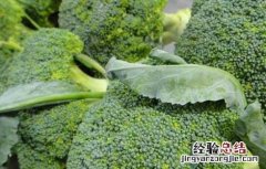 种植西兰花需要注意什么 西兰花种植的注意事项