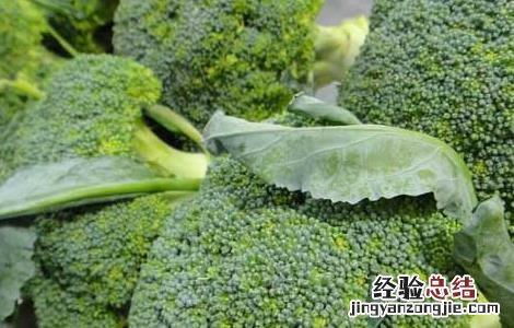 种植西兰花需要注意什么 西兰花种植的注意事项