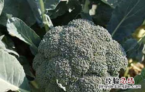 种植西兰花需要注意什么 西兰花种植的注意事项