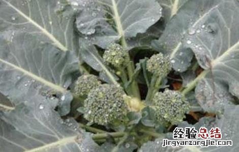 种植西兰花需要注意什么 西兰花种植的注意事项