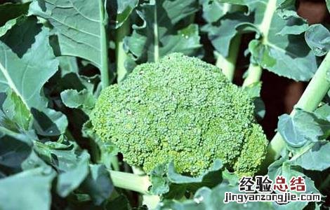 种植西兰花需要注意什么 西兰花种植的注意事项