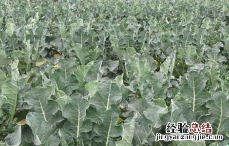 种植西兰花需要注意什么 西兰花种植的注意事项