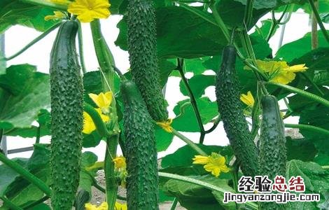 黄瓜绿斑花叶病的防治 黄瓜绿斑花叶病的防治方法
