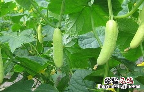 黄瓜绿斑花叶病的防治 黄瓜绿斑花叶病的防治方法