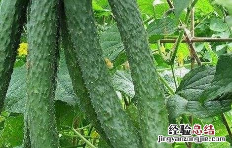 黄瓜绿斑花叶病的防治 黄瓜绿斑花叶病的防治方法