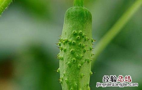 黄瓜绿斑花叶病的防治 黄瓜绿斑花叶病的防治方法