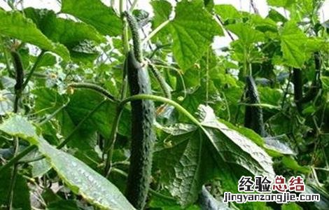 黄瓜绿斑花叶病的防治 黄瓜绿斑花叶病的防治方法